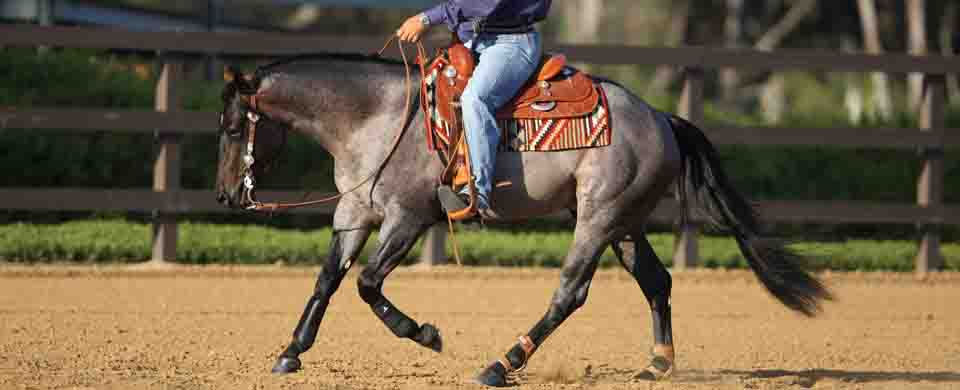 Caballo colectado llevando bien la carga