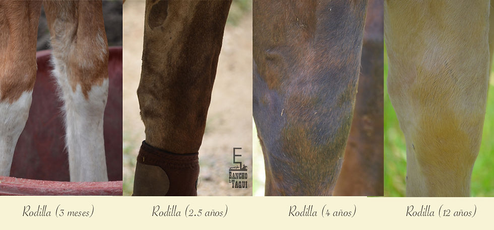 Rodillas del caballo con diferente madurez