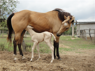 Hija de Pale Zan Parr