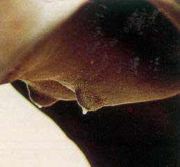 Waxing