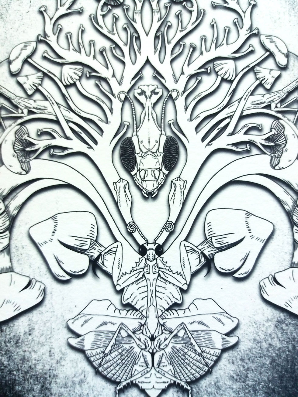 Thumbnail: Mantis/Mushroom Print -  Black and white A3, A4 or A5