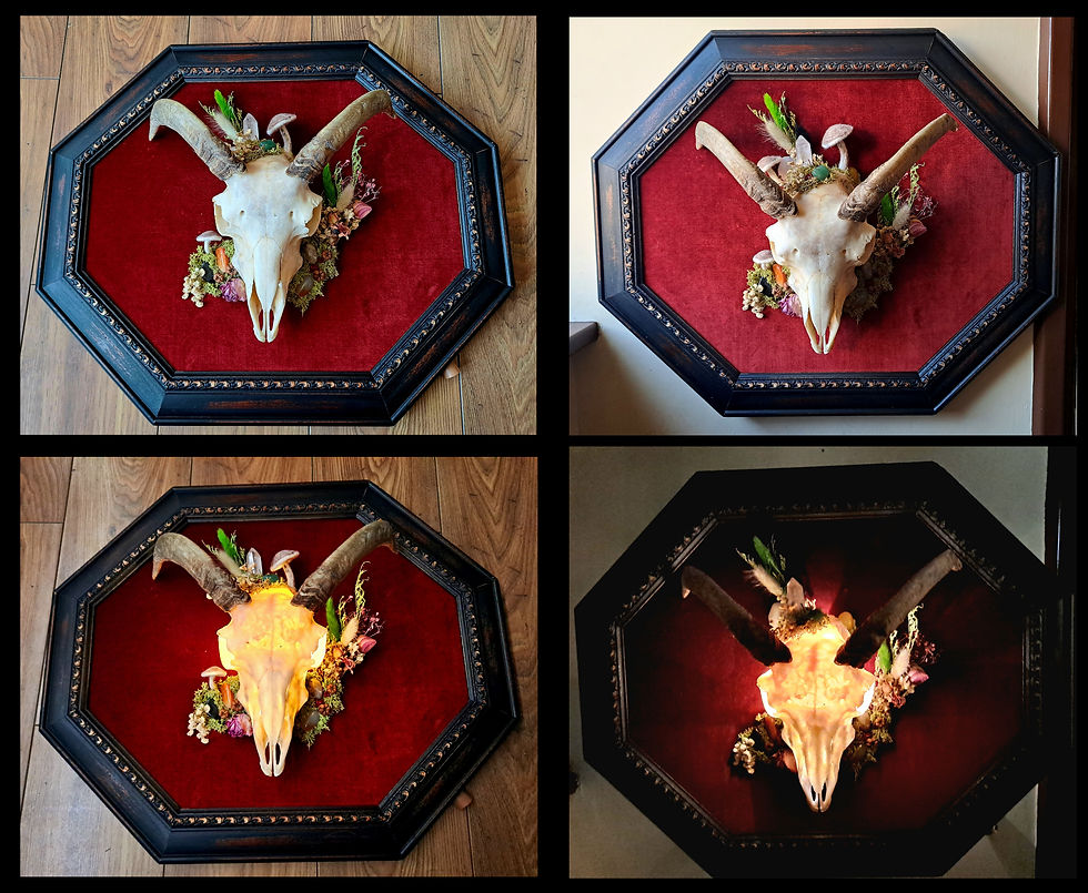 Thumbnail: LIGHT UP! Framed Ram Skull Felted Mushroom piece