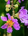 crepe-myrtle-3428874_640.jpg