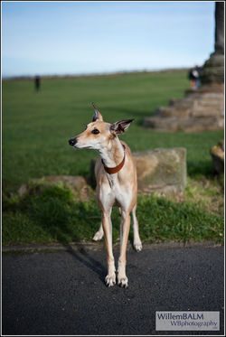 Whippet