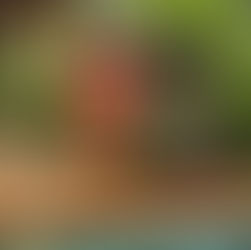 Wild & Intimate Valentine’s at Home