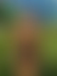 Grant Park, Chicago on a Beautiful Sunny Day