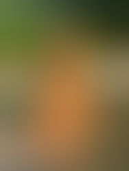 Waves of Freedom, Suecos Beach