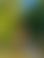 Vibrant Wonders of Rio Claro Wildlife Refuge