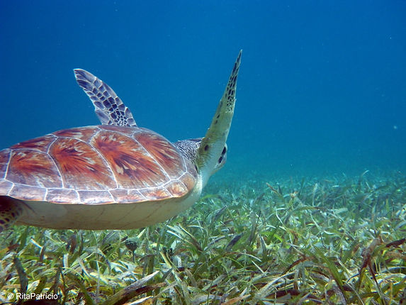 GreenTurtle_RitaPatrício.JPG