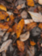pexels-photo-7175581.jpeg