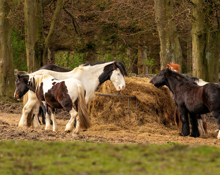 Group photo of the horses around the hay ring including Storm, Morris, Winston, Tango, Coco and Finn