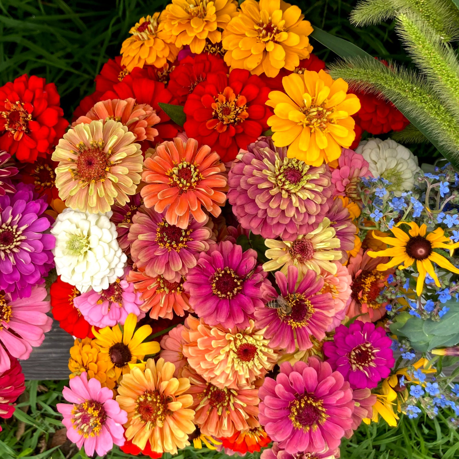 Zinnia - Oklahoma Mix (Bunch of 10)