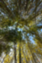 Mackay Gardens and Lakeside Preserve