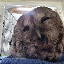 TAWNY OWL
05-05-2022