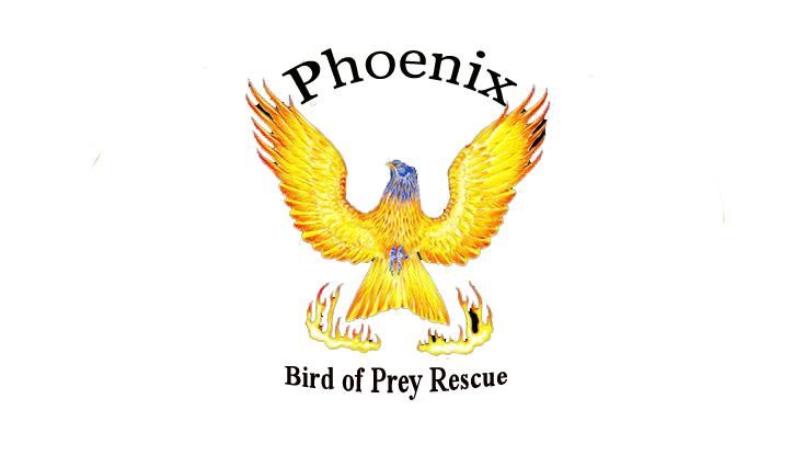 www.phoenixbirdofpreyrescue.org