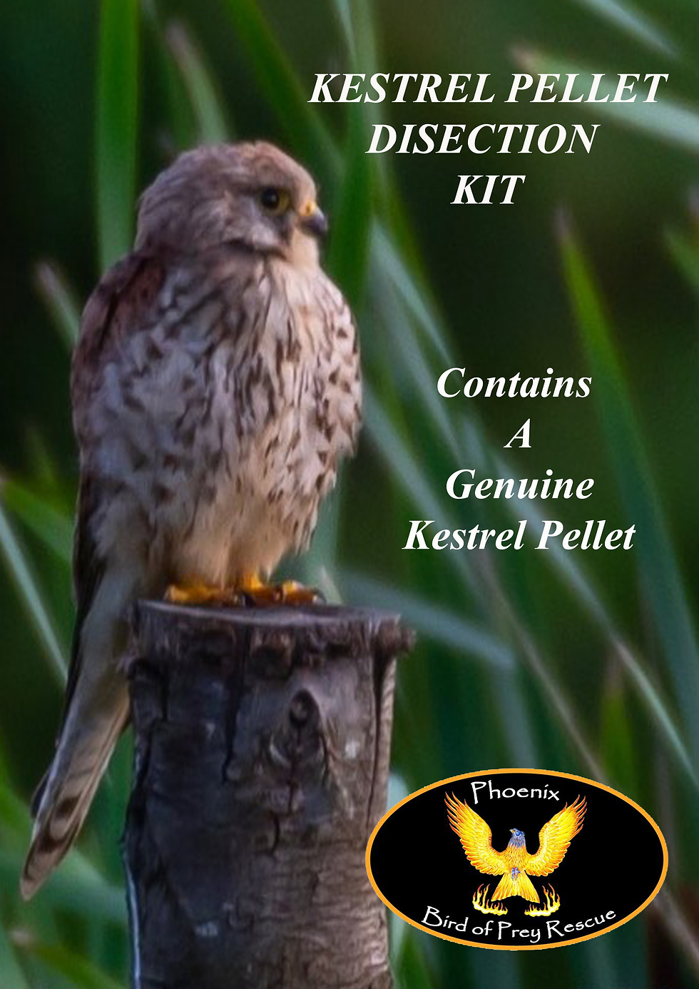 Thumbnail: OWL OR KESTREL PELLET DISECTION KIT