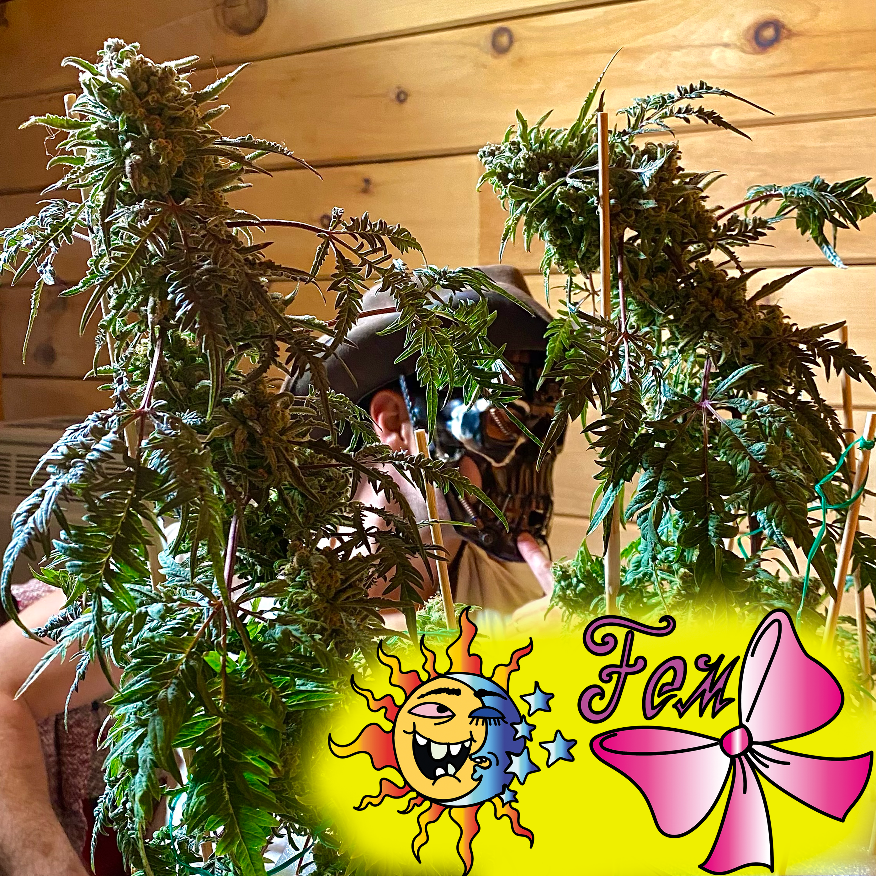 Джагурда (Freakshow) Fem