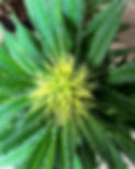 063CFFB4-7B94-4732-B75F-C457EB1A4307.jpg