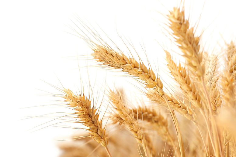 wheat-ears-2679158_1920_edited.jpg