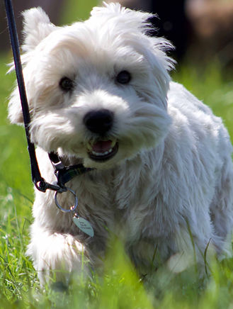 happy dog being walked, on a leash