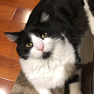 Black and white fluffy cat.jpg
