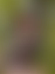 Amy smiles next to an abundant Elder plant, an excellent plant spirit ally for surrendering to the darkness.