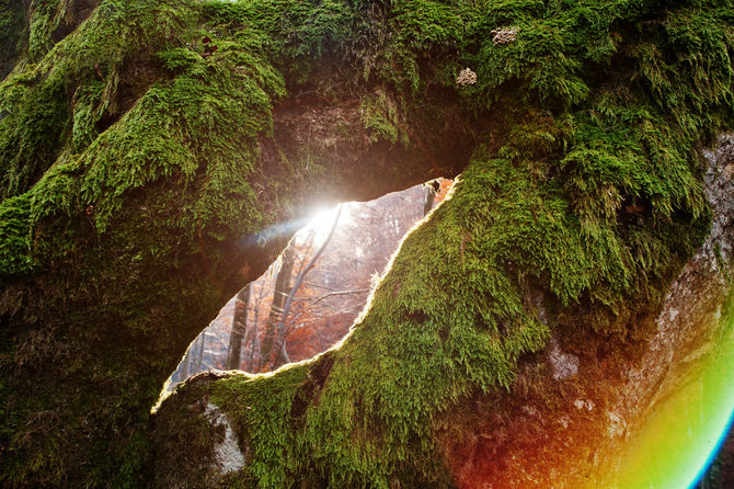 Sun glows between two mossy tree branches shaped like an eye, with the light refracting in a rainbow.