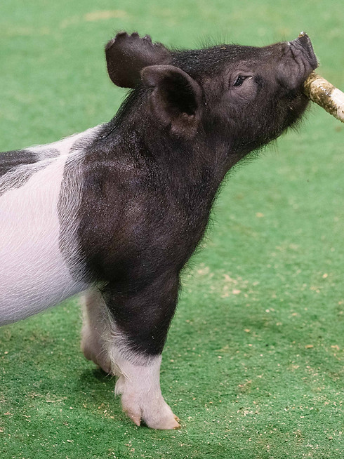 Moyer Farms 2024 - Lear.Media Livestock Photography