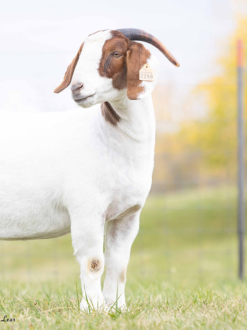 Ausmus Livestock 2024 - Lear.Media Livestock Photography