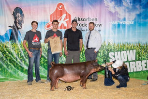 2021 3rd Overall Gilt AkSarBen Stock Show.jpeg