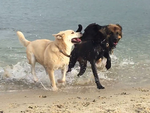 Hund2.jpg