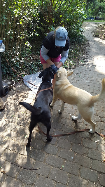 Hundetraining Hundeschule Celle, Entspannter Spaziergang, Leinenführigkeit