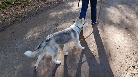 Hundetraining Hundeschule Celle, Entspannter Spaziergang, Leinenführigkeit