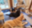 Intensivtraining Hundeschule Hundetraining Celle Mit Hunden Sprechen Kerstin Flohr