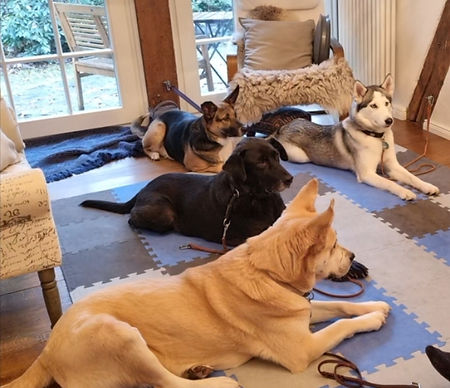 Intensivtraining Hundeschule Hundetraining Celle Mit Hunden Sprechen Kerstin Flohr