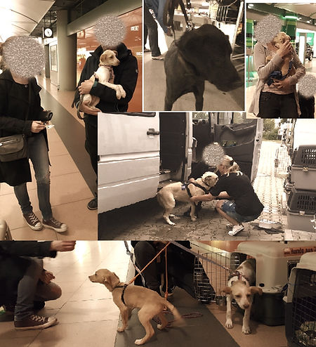 Hundetraining Hundeschule Celle, Entspannter Spaziergang, Tierschutzhund