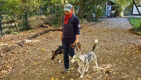 Hundetraining Hundeschule Celle Einzeltraining.jpg