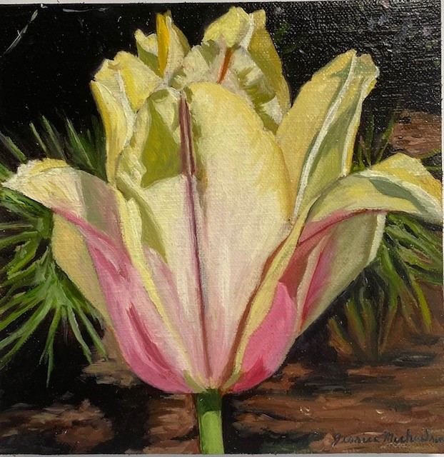 Yellow and Pink Bloom