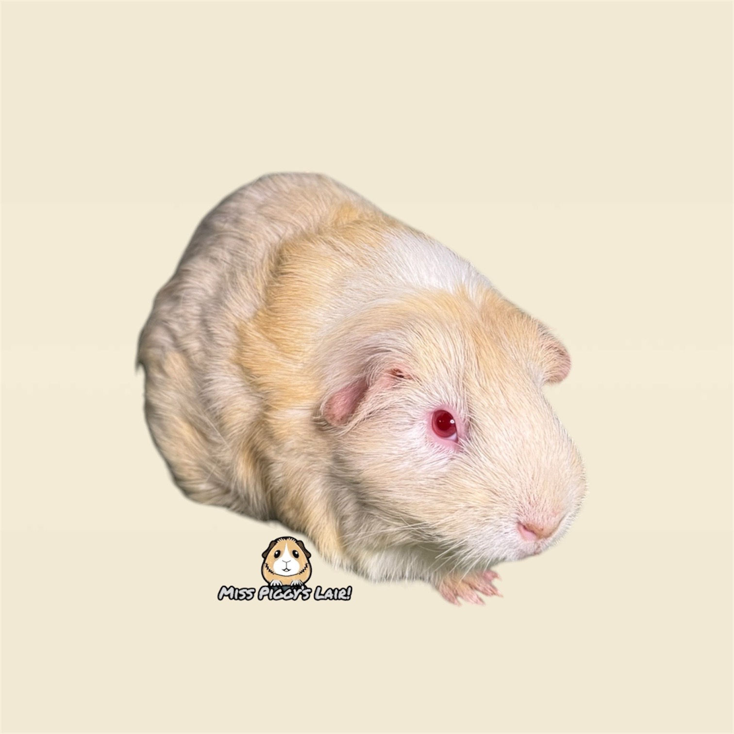 Sponsor & Name - Shy Mumma