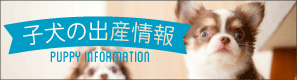子犬の出産情報