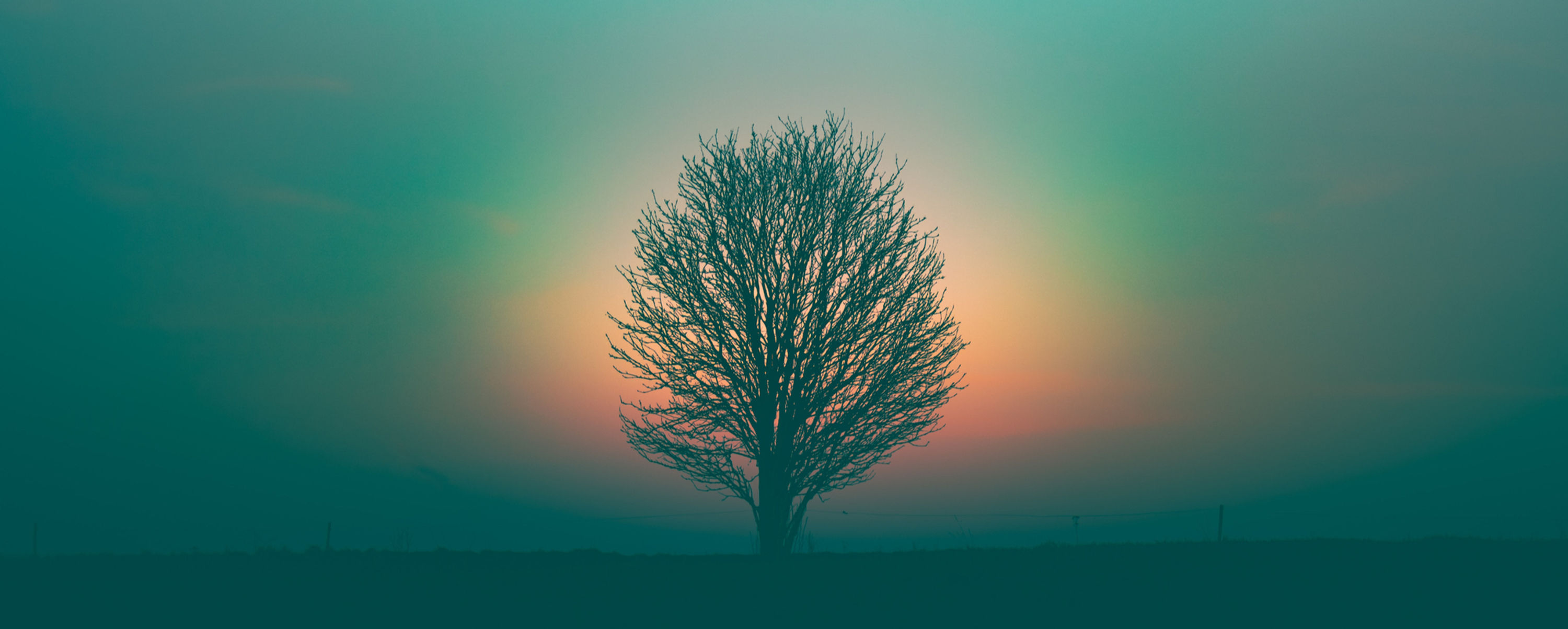 Tree silhouette against a gradient sky