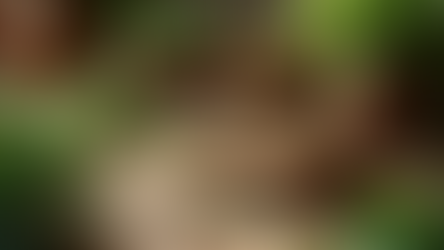 What It Means to Walk With Medicine, Not Chase Experiences