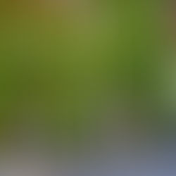 GermanMind, that's us!