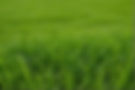 Lush green grass with distinct foreground and blurred background.