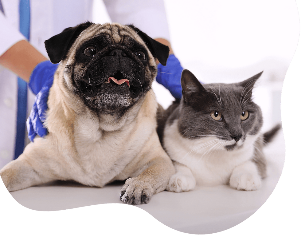 Dog and cat at the vet's office for a checkup together.