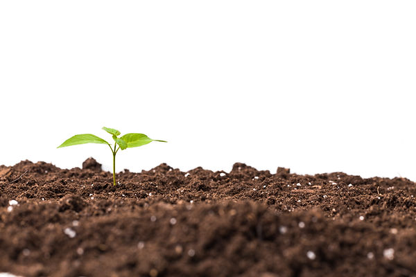 young-plant-isolated-white.jpg