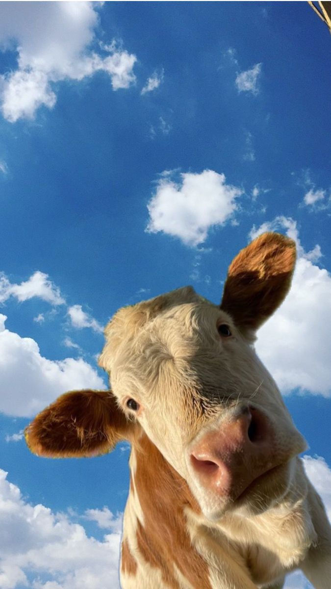 CARO DEMAIS: Como a sua mentalidade de mão de vaca de investir em materiais profissionais está acabando com sua carreira