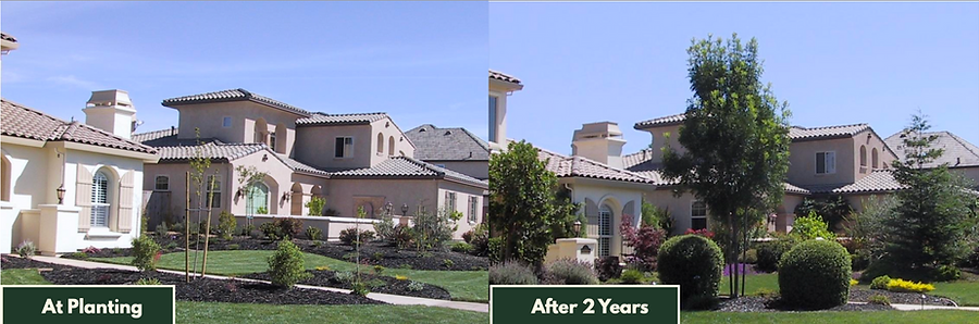 Fertigation before and after results