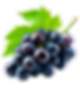 UVAS 3.png