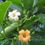 Thumbnail: puakenikeni tree rooted 1-3 feet tall